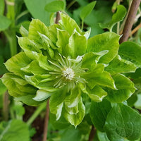 Grün (grün clematis) samen for anpflanzung in home garten