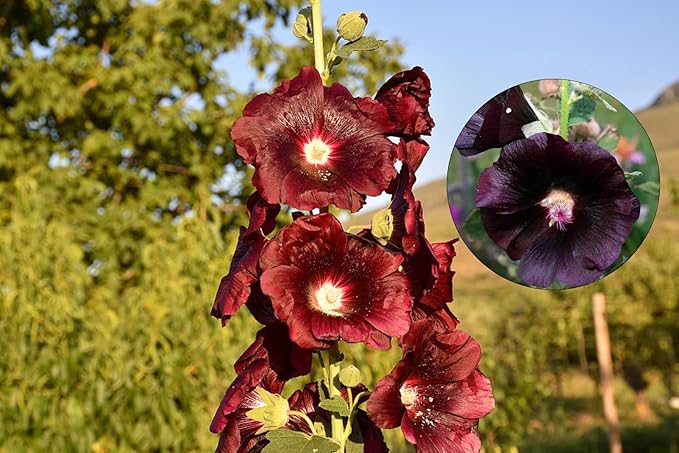 Gemischt Stockrose Alcea spp Blumensamen zur Aussaat Blume Beet