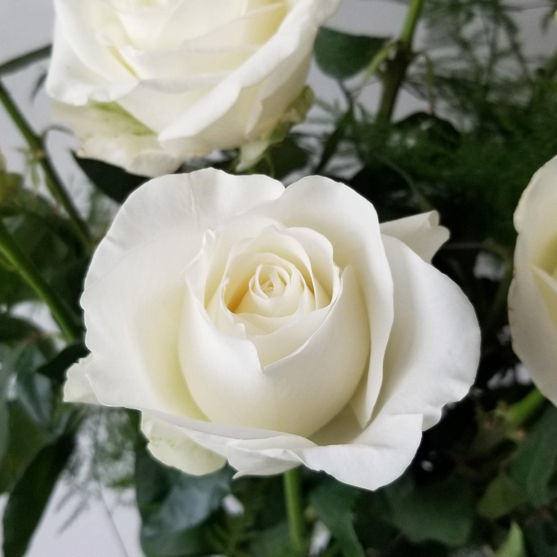 Rose Blumensamen Timeless Garten Elegance