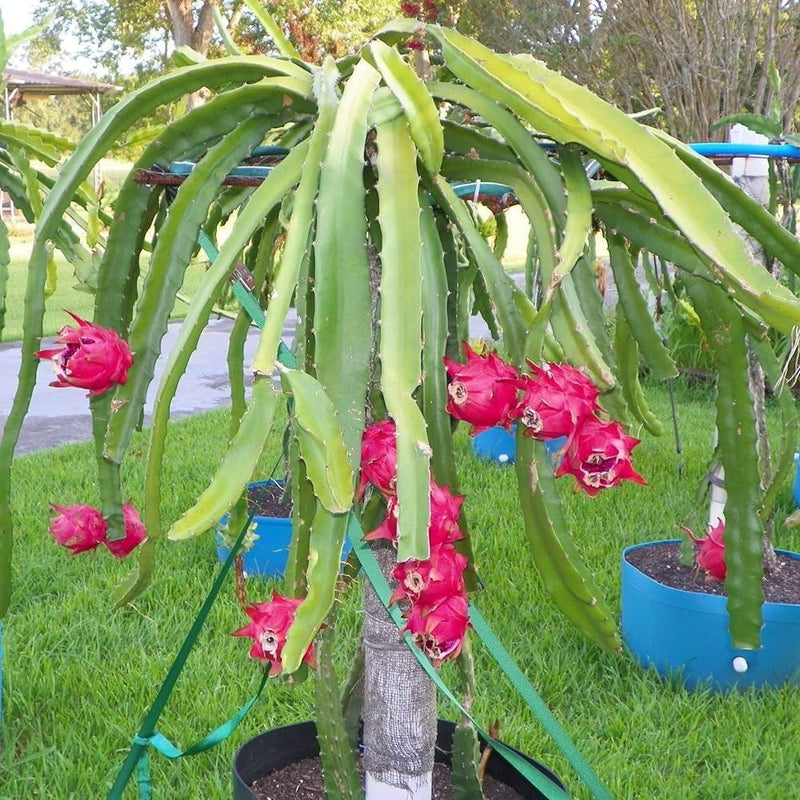 Semi di pitaya facili da piantare