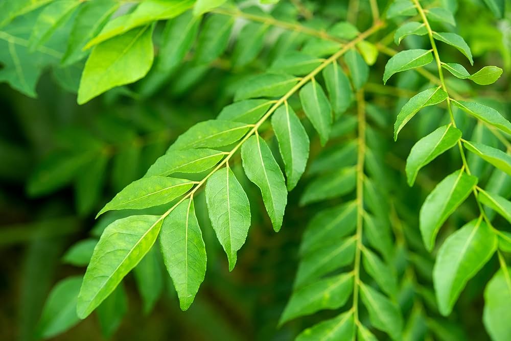 Curryblätter Gemüsesamen - Frische Aromen zu Hause anbauen
