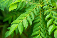 Curryblätter Gemüsesamen - Frische Aromen zu Hause anbauen