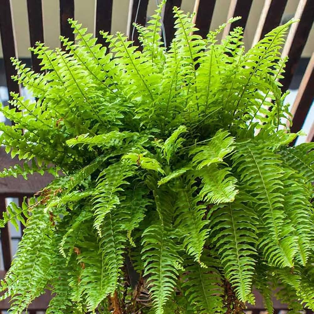 Grün Fern zur Aussaat Traditionssorte & ohne Gentechnik Samen robust Sorte Traditionssorte & ohne Gentechnik Samen Hausgarten
