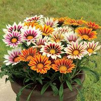 Mittagsgold Sole Mischung Mittagsgold rigens Samen zur Aussaat Blume Beet drought verträglich Garten