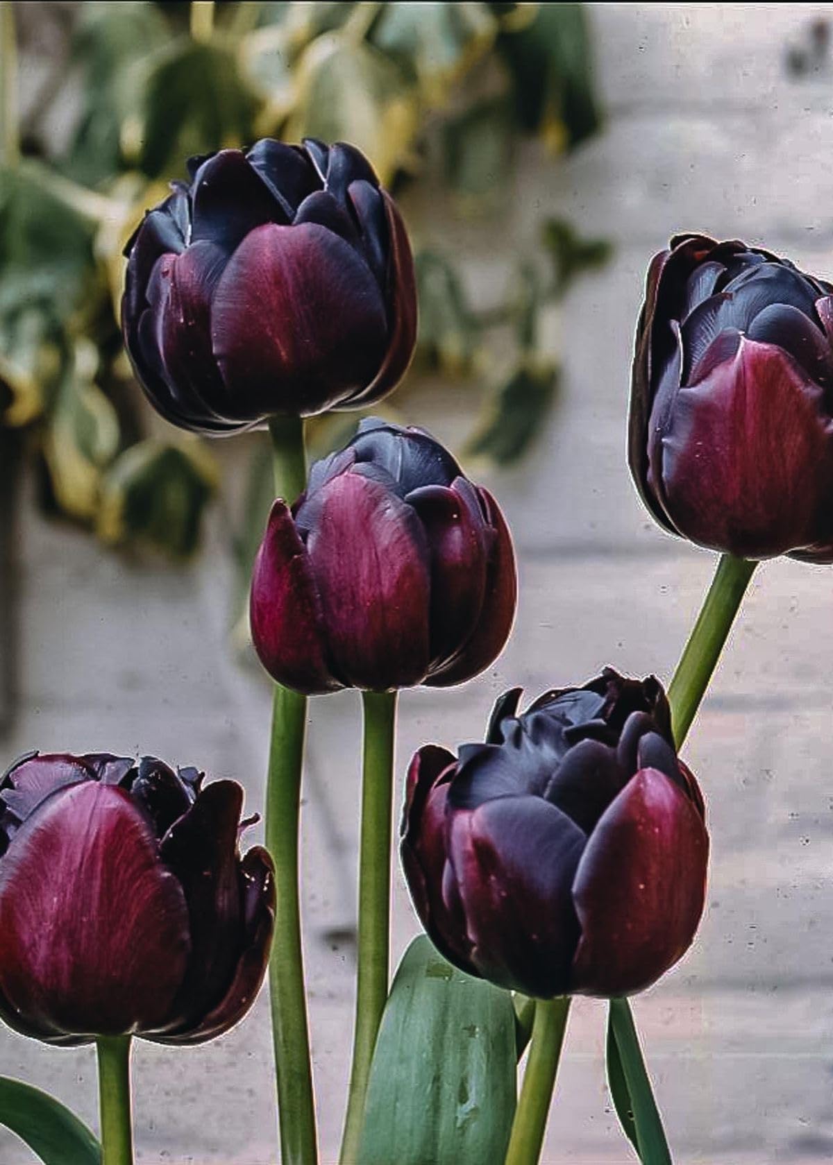 Marron Tulpe Blumensamen zur Aussaat Halbschatten verträglich Traditionssorte & ohne Gentechnik Samen Hausgarten