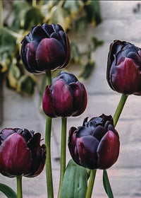 Marron Tulpe Blumensamen zur Aussaat Halbschatten verträglich Traditionssorte & ohne Gentechnik Samen Hausgarten