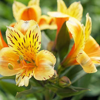 Peruvian lily alstroemeria spp for anpflanzung in blume bed