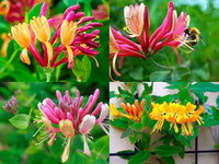 Honeysuckle Blumensamen zur Aussaat – lang Blüte Saison – Traditionssorte & ohne Gentechnik Samen Hausgarten