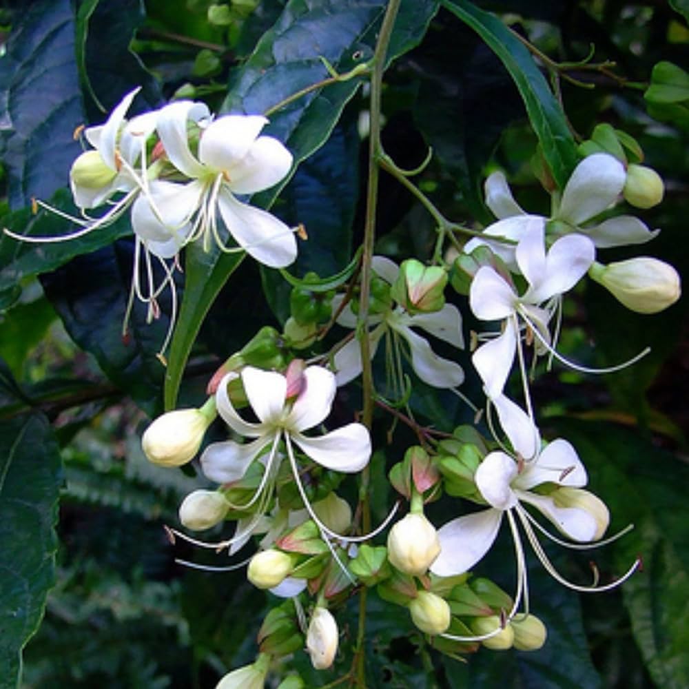 Clerodendrum Blumensamen zur Aussaat Wildblume Mischung Traditionssorte & ohne Gentechnik Samen Hausgarten
