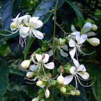 Clerodendrum Blumensamen zur Aussaat Wildblume Mischung Traditionssorte & ohne Gentechnik Samen Hausgarten