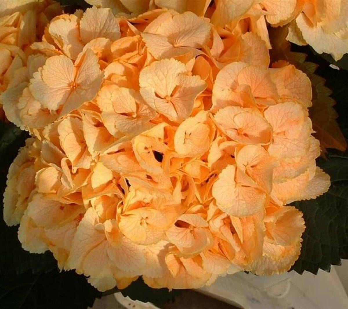 Light orange hydrangea blume samen for anpflanzung - premium quality, heirloom & gmo free samen for home garten
 
 sale for anpflanzung in home garten