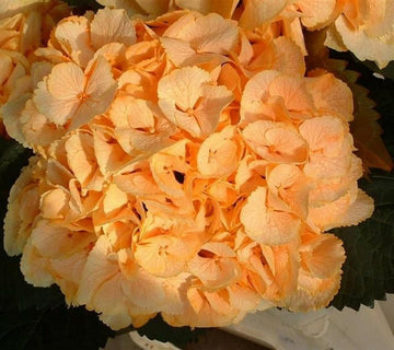 Light orange hydrangea blume samen for anpflanzung - premium quality, heirloom & gmo free samen for home garten
 
 sale for anpflanzung in home garten