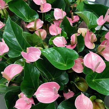Flamingoblume Rosa Blumensamen mehrjährig Samen zur Aussaat