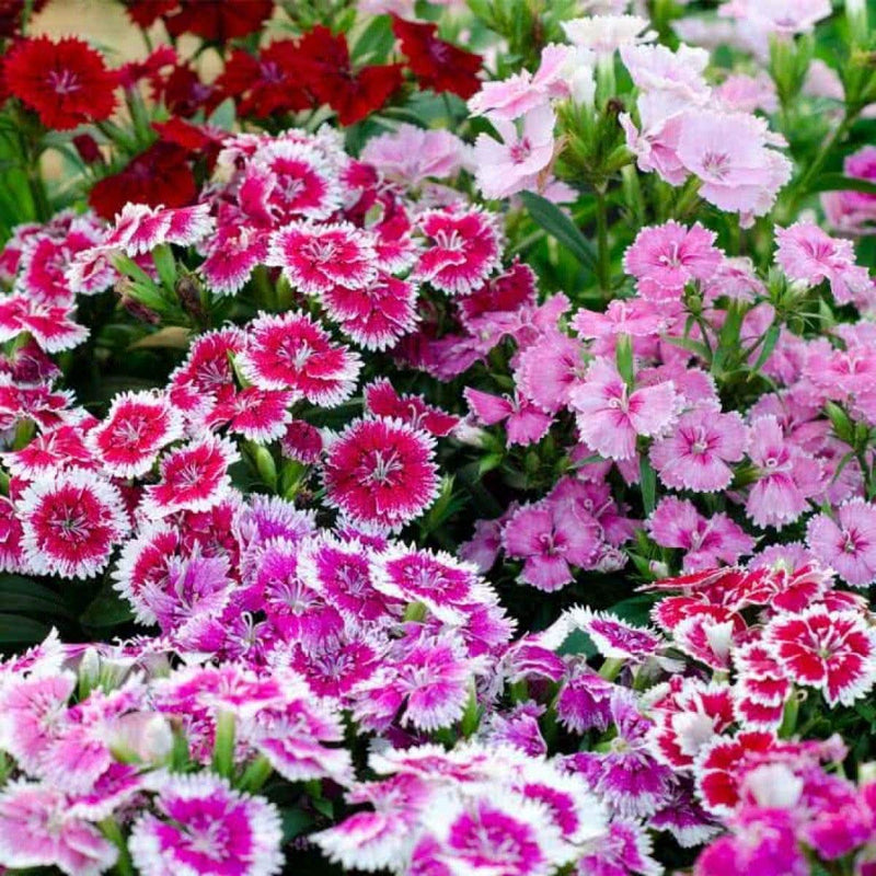 French dianthus annual frills for anpflanzung in blume bed