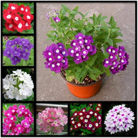 Trailing Eisenkraut Blumensamen (Schleppende Eisenkrautblumensamen)