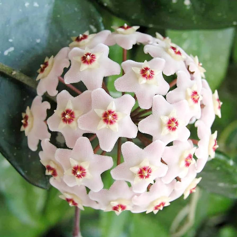 Aleurites blume samen for anpflanzung - long bloom season, heirloom & gmo free samen for home garten
sale for anpflanzung in home garten.