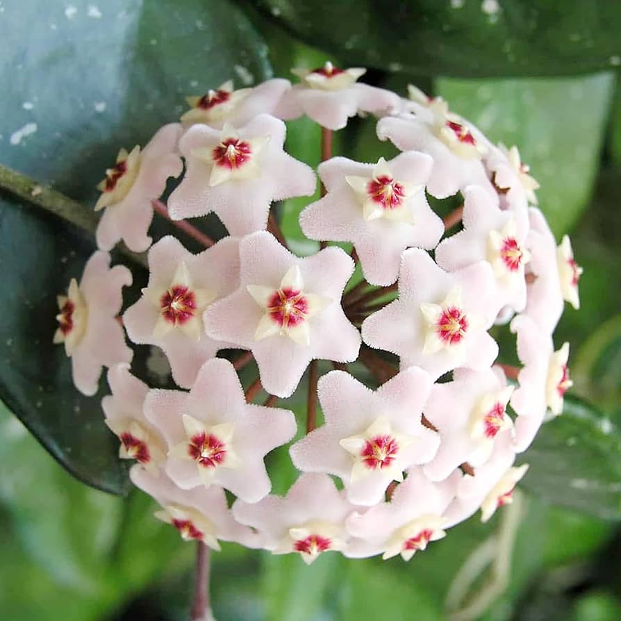 Aleurites blume samen for anpflanzung - long bloom season, heirloom & gmo free samen for home garten
 
 sale for anpflanzung in home garten.