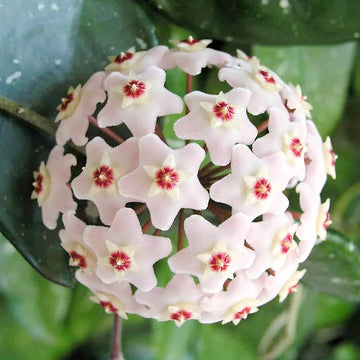 Aleurites blume samen for anpflanzung - long bloom season, heirloom & gmo free samen for home garten
 
 sale for anpflanzung in home garten.