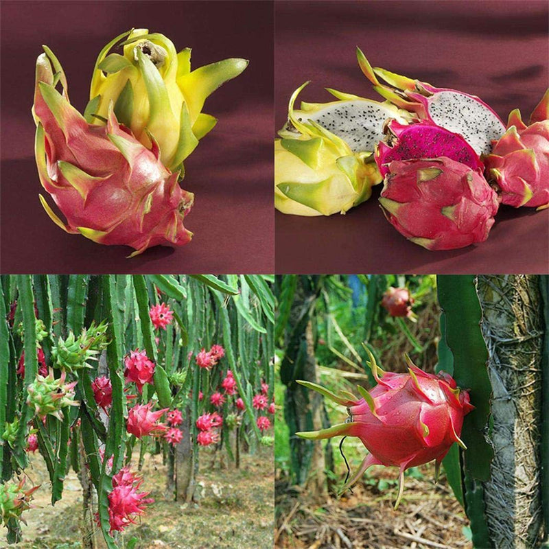 Semi di pitaya facili da piantare