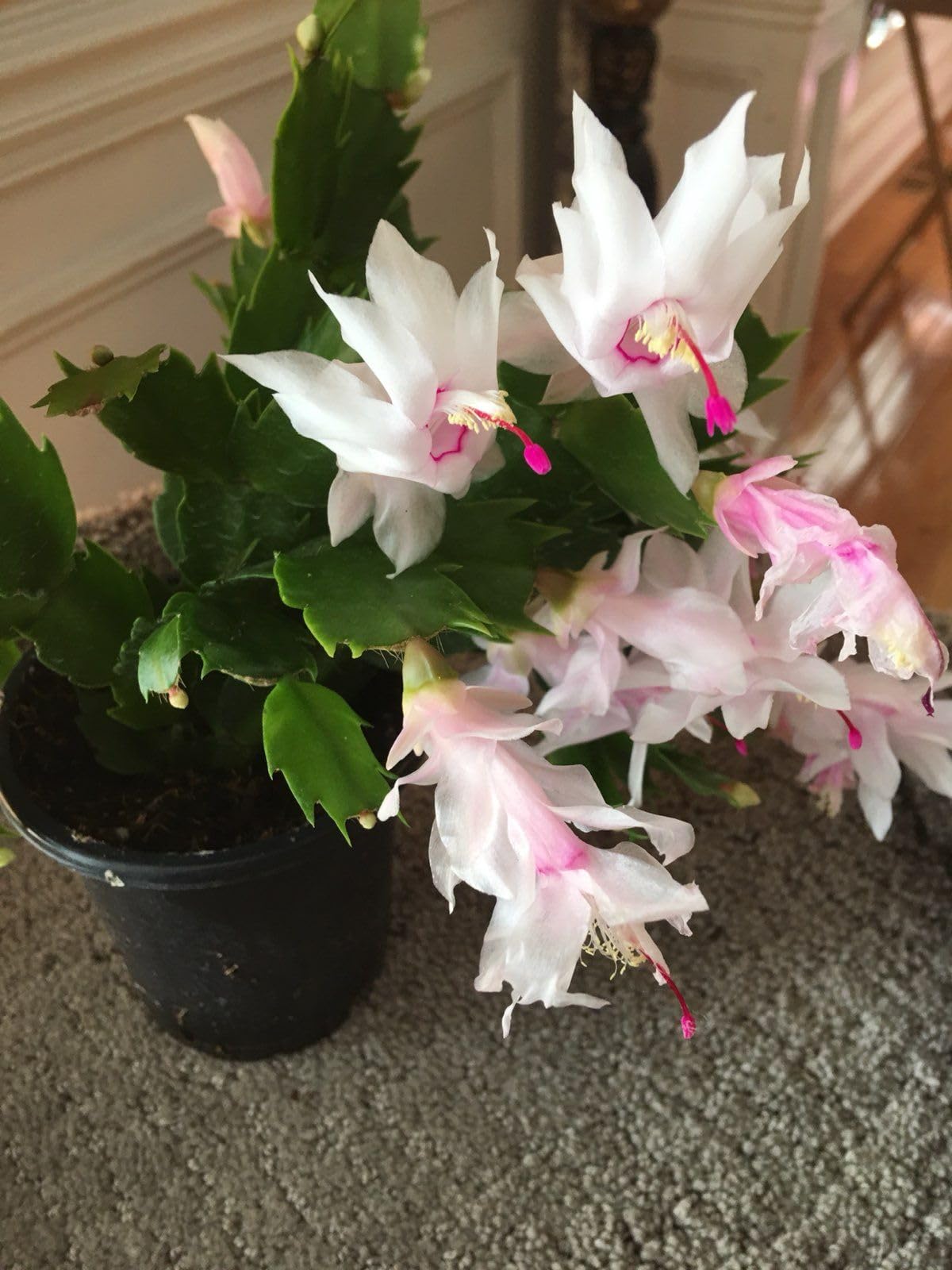 Weiß Zygocactus Blumensamen zur Aussaat – Anzucht – Traditionssorte & ohne Gentechnik Samen Hausgarten