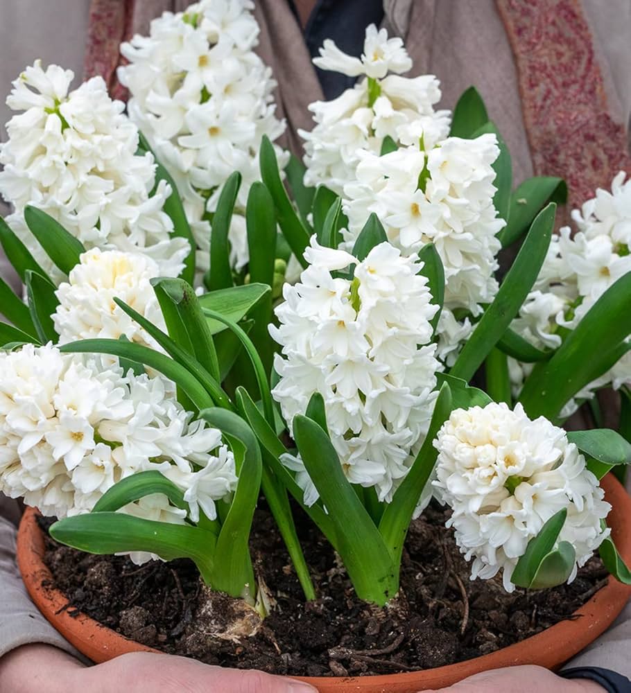 Hyacinthus Orientalis Blumensamen zur Aussaat – pflegeleicht – Traditionssorte & ohne Gentechnik Samen Hausgarten