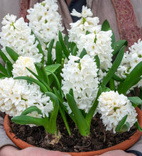 Hyacinthus Orientalis Blumensamen zur Aussaat – pflegeleicht – Traditionssorte & ohne Gentechnik Samen Hausgarten