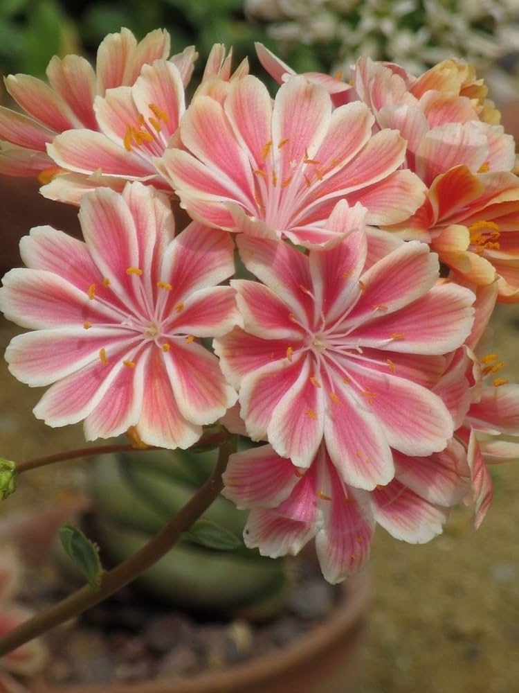 Rosa Cotyledon Blumensamen zur Aussaat – hochwertige Qualitäts- – Traditionssorte & ohne Gentechnik Samen Hausgarten