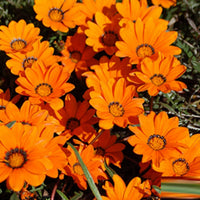 African daisy dimorphotheca aurantiaca for anpflanzung in home garten