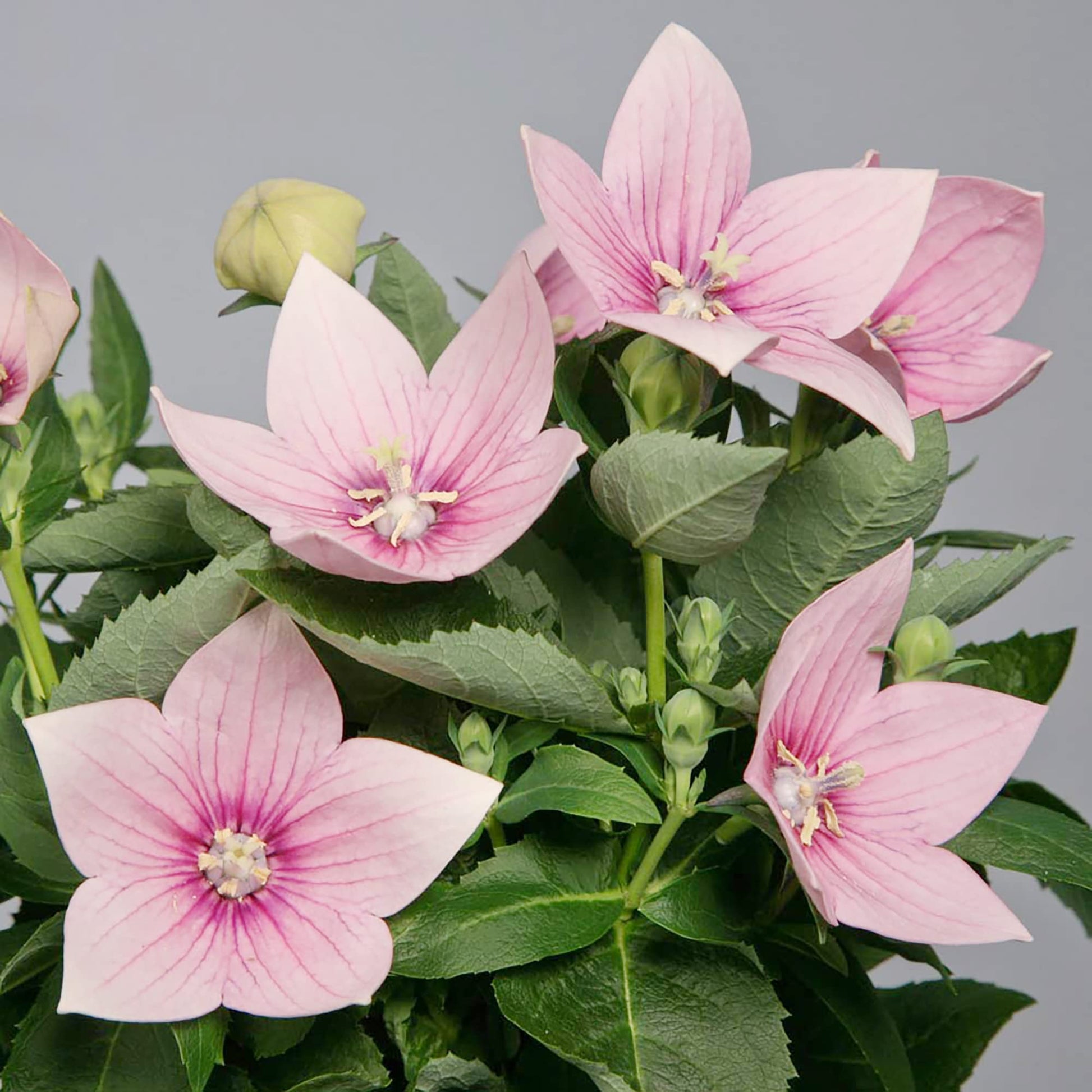 Balloon blume platycodon grandiflorus for cottage garten anpflanzung