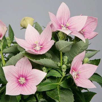 Balloon blume platycodon grandiflorus for cottage garten anpflanzung