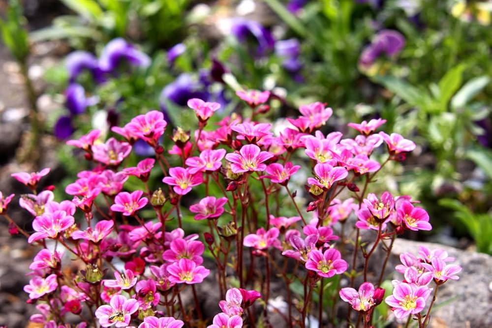 Saxifraga Highlander Rose Shades Samen zur Aussaat Stein Garten Rabatten