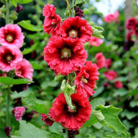 Stockrose Samen zur Aussaat Alcea rosea backyard Gärten und Blume fences