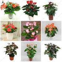 Mixed anthurium andraeanu blume samen for anpflanzung - perfect for borders, heirloom & gmo free samen for home garten
 
 sale samen for home garten