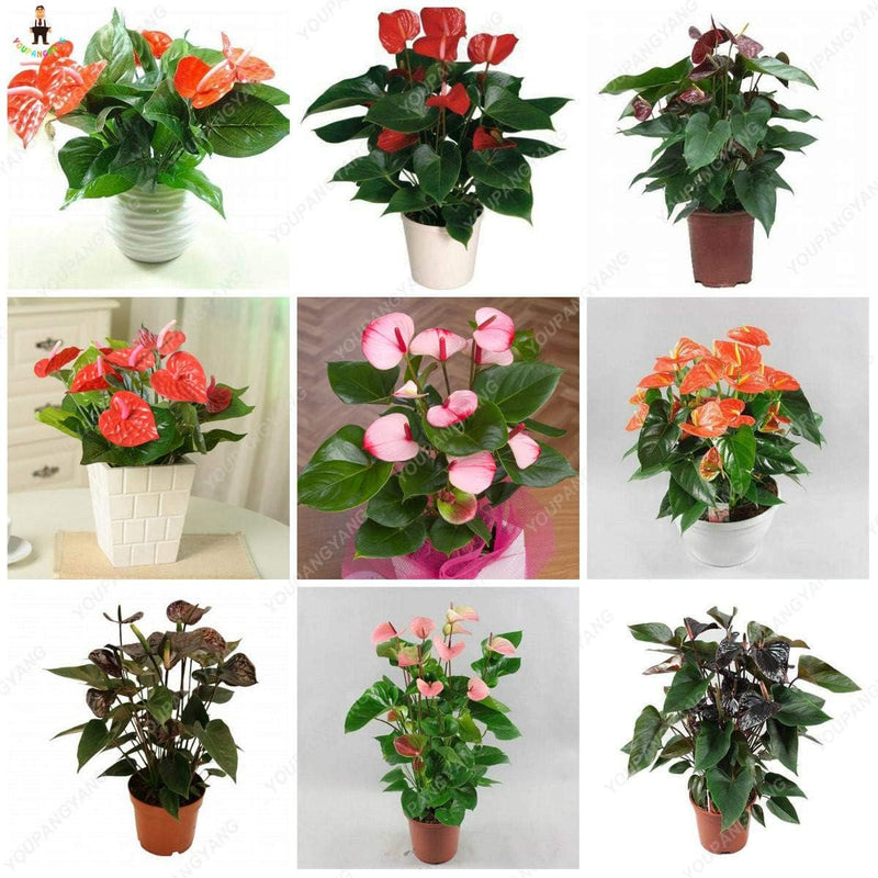 Mixed anthurium andraeanu blume samen for anpflanzung - perfect for borders, heirloom & gmo free samen for home garten
 
 sale samen for home garten