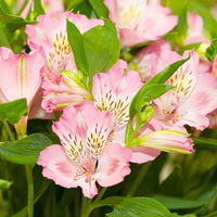 Peruvian Lilie Alstroemeria Blumensamen zur Aussaat