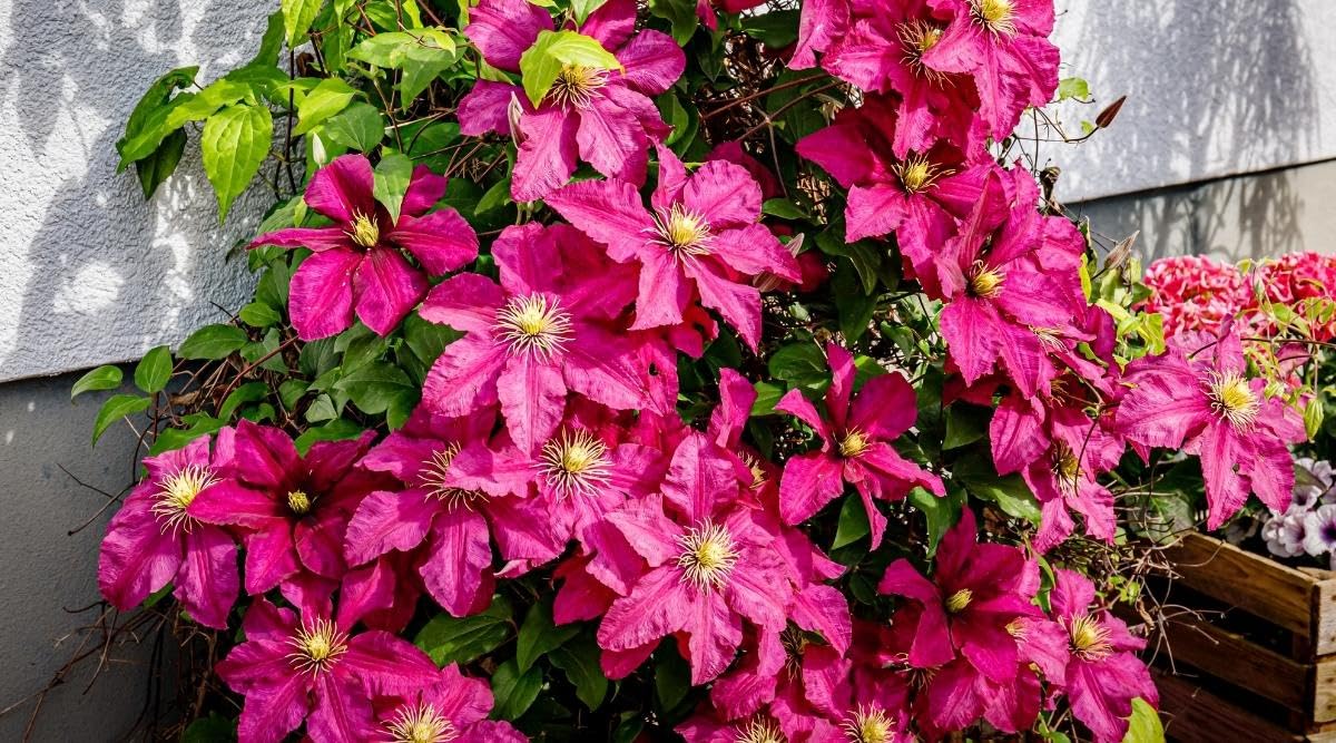 Waldrebe Blumensamen zur Aussaat Waldrebe Viticella trellis Garten vertical space