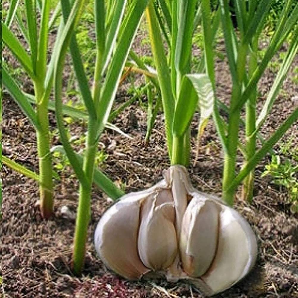 Weiß Knoblauch Samen - Perfect zum Pflanzen