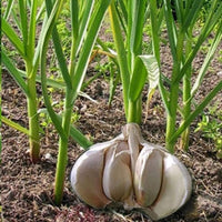 Weiß Knoblauch Samen zum Pflanzen - Premium Gemüsesamen
