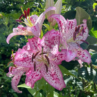 Lilium violett Brownii Blumensamen – Air-Purifying Garten Pflanzen – Bonsai Vase Pflanzen