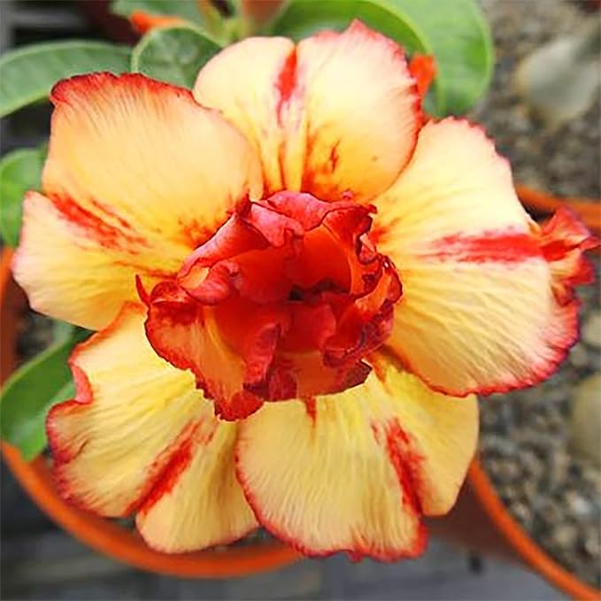 Orange gelb adenium blume samen for anpflanzung - colorful display, heirloom & gmo free samen for home garten
 
 sale for anpflanzung in home garten