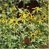 Golden Glow Sonnenhut laciniata Samen zur Aussaat native Wildblume Garten