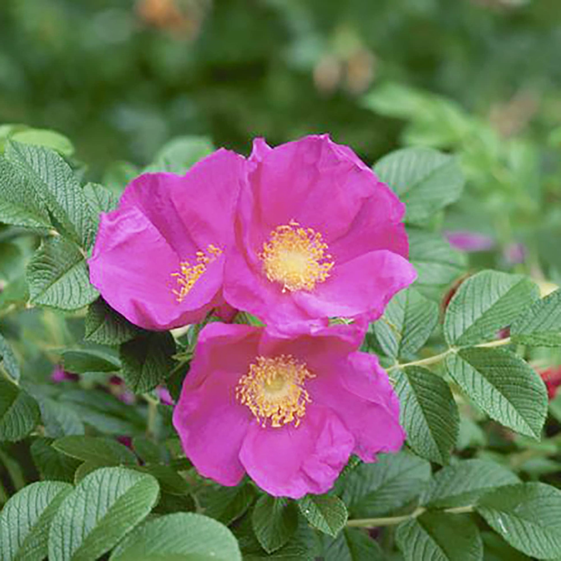 Rot Rugosa Rose Samen duftend – robust Rose Bushes