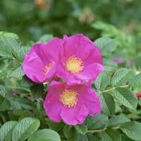 Rot Rugosa Rose Samen duftend – robust Rose Bushes