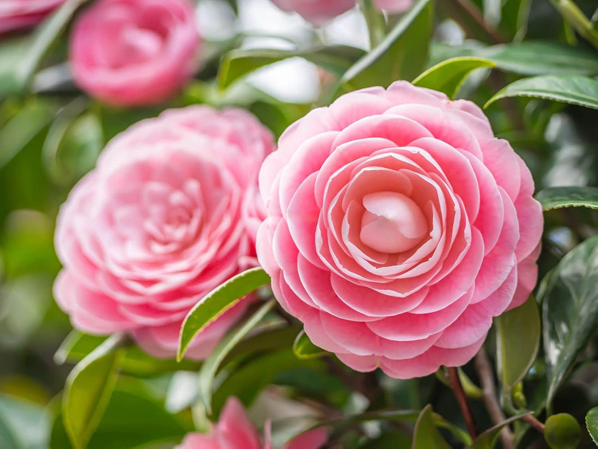Camellia japonica blume samen for anpflanzung - fragrant blossoms, heirloom & gmo free samen for home garten
 
 sale samen for anpflanzung in home garten