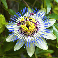 Passion Blumensamen exotisch Vines Intricate Blüten