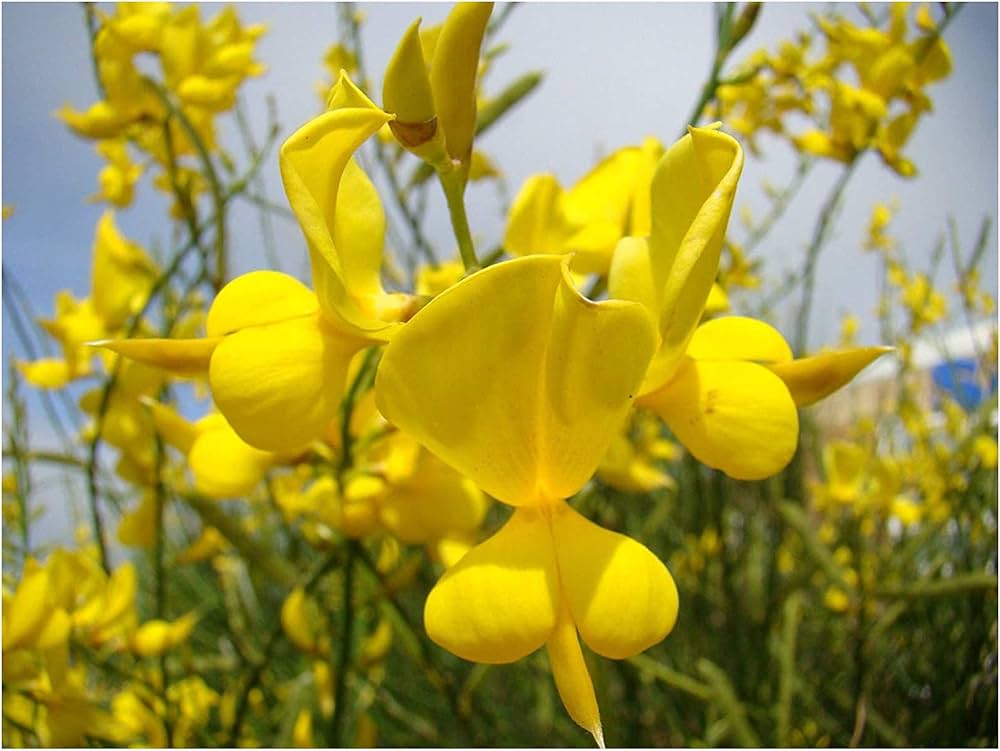 Spartium Blumensamen zur Aussaat Bestäuber freundlich Traditionssorte & ohne Gentechnik Samen Hausgarten