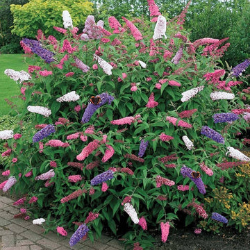 Mischung Sommerflieder Schmetterling Strauch Blumensamen zur Aussaat – Anzucht – Traditionssorte & ohne Gentechnik Samen Hausgarten