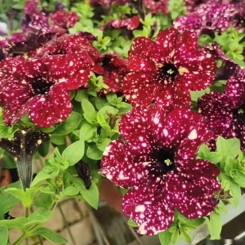Petunie Baum Petunie spp. Samen zur Aussaat – ideal Blume Beet & Urban Garten