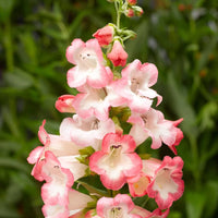 Penstemon Flagstaff Rot & Weiß Blumensamen (mehrjährig) ausdrucksstark Garten Rabatten