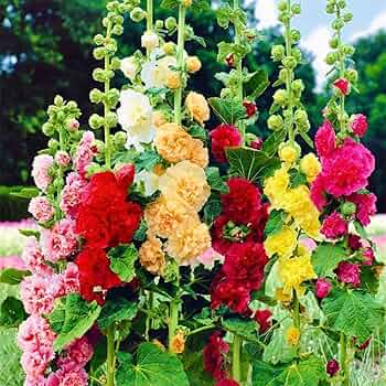 Mischung Stockrose Blumensamen zur Aussaat – Schnitt Blume beliebt – Traditionssorte & ohne Gentechnik Samen Hausgarten